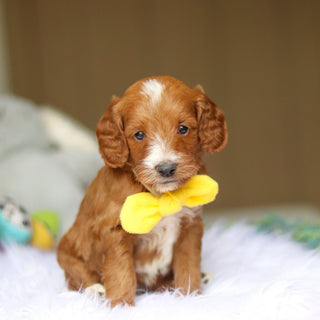 Newton - Available 6/4