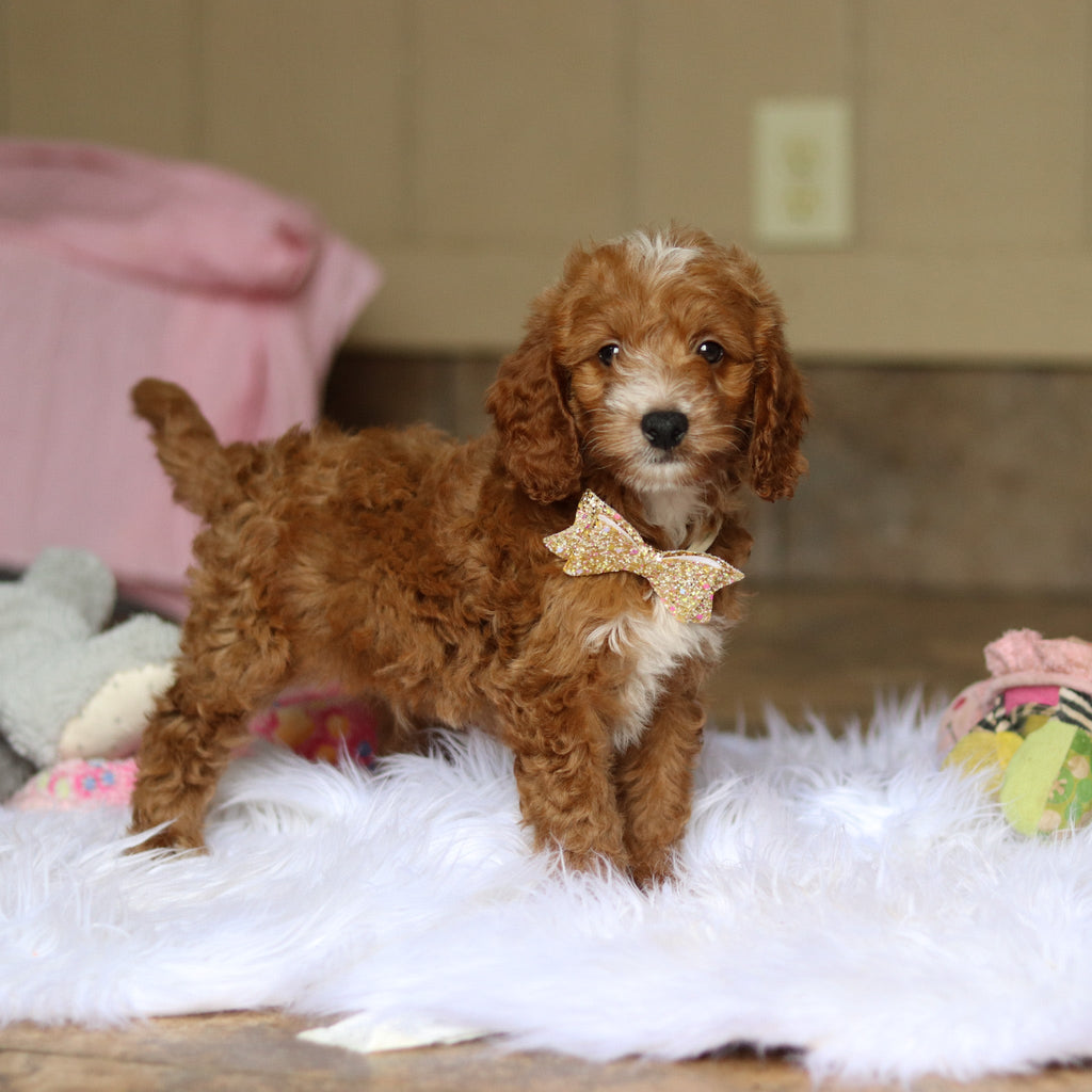 Newton - Available 6/5