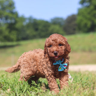 Jesse - Available 7/23