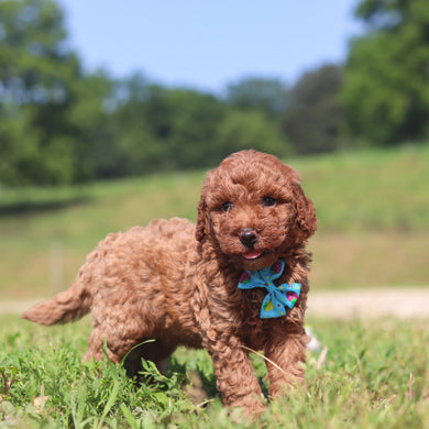 Jesse - Available 7/23
