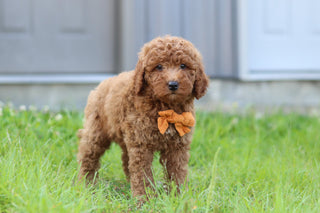 Jesse - Available 7/23