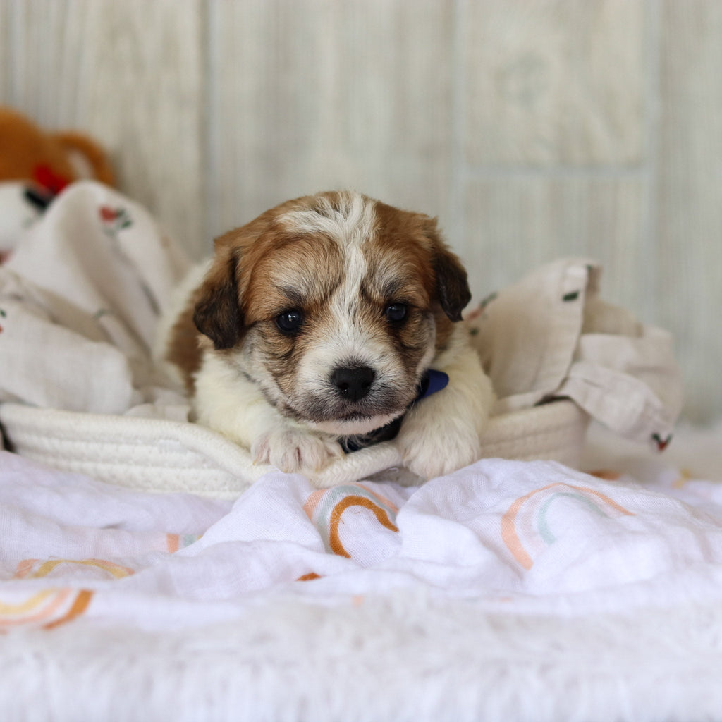 Augie - Available 6/5
