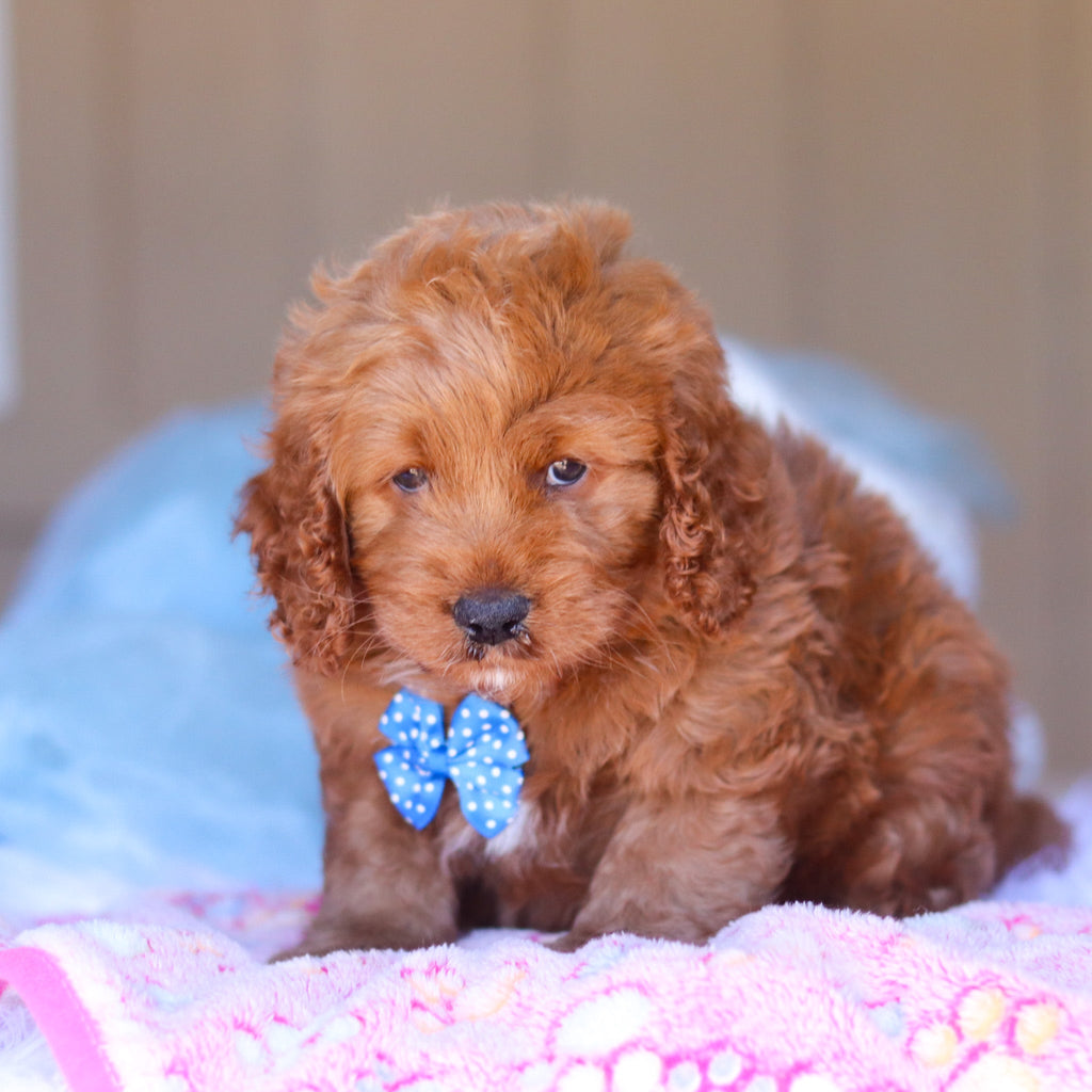 Kevin - Available 3/26