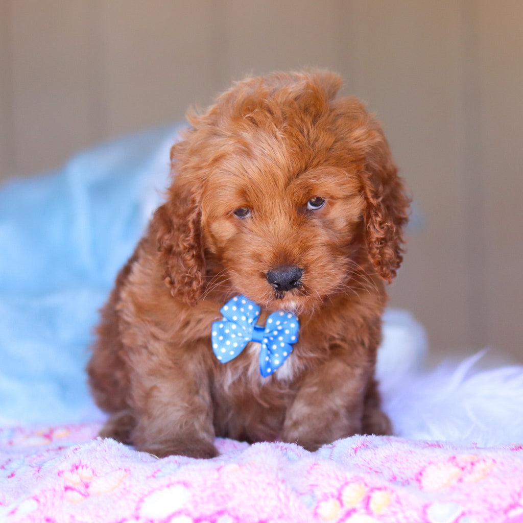 Kevin - Available 3/26