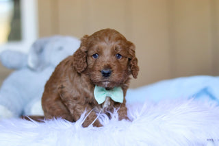 Kevin - Available 4/2