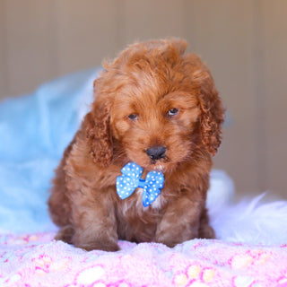 Kevin - Available 3/26