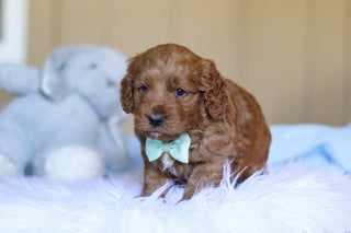 Kevin - Available 4/2