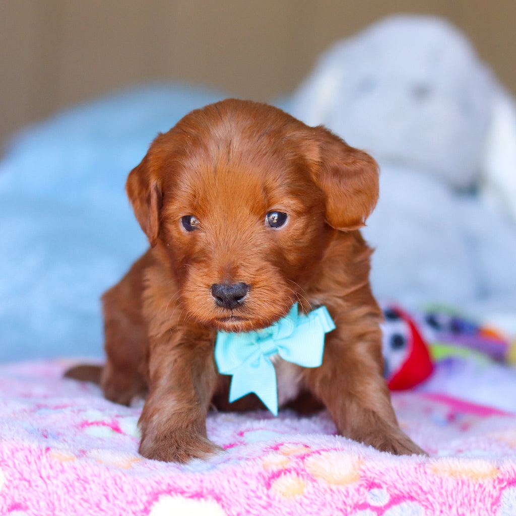 Phoenix - Available 4/16