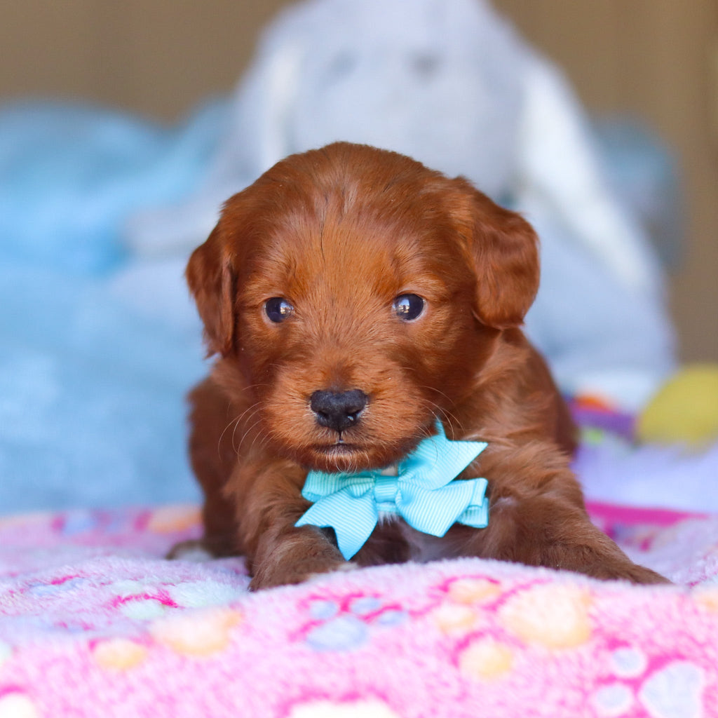 Phoenix - Available 4/16