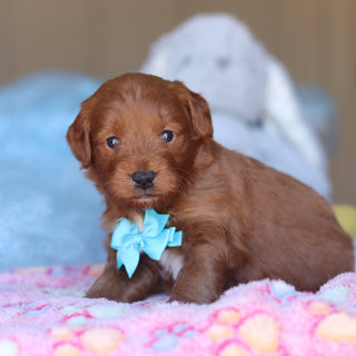 Phoenix - Available 4/16