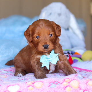 Phoenix - Available 4/16