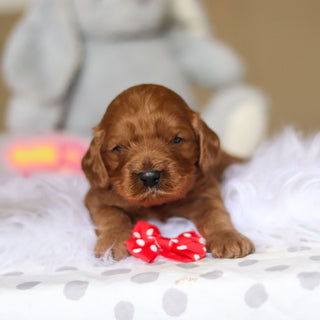 Douglas - Available 3/26