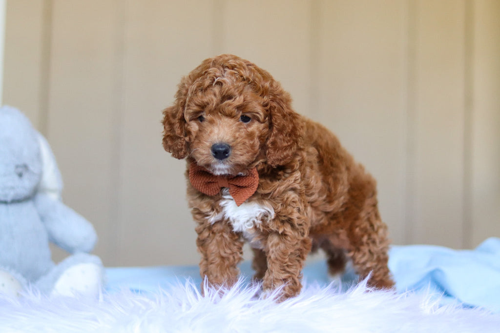 Enzo - Available 3/12