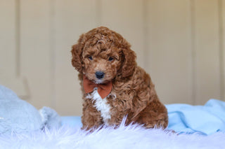 Enzo - Available 3/12