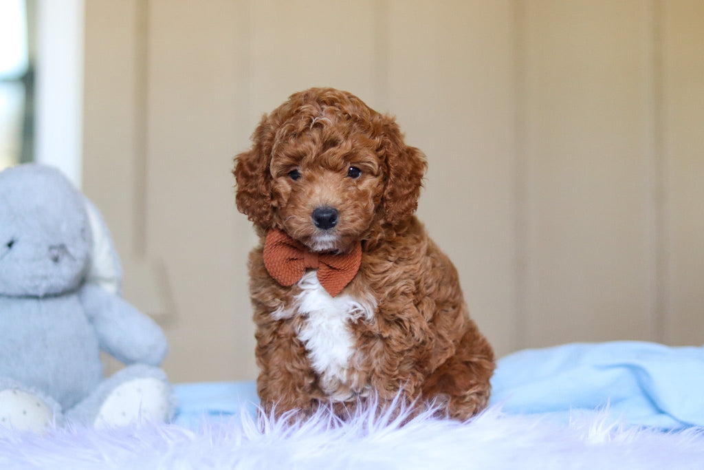 Enzo - Available 3/12