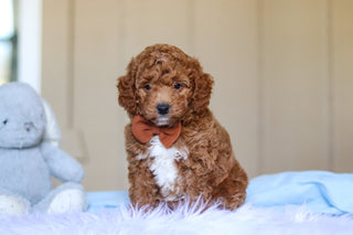 Enzo - Available 3/12