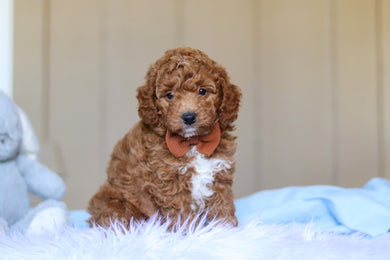 Enzo - Available 3/12