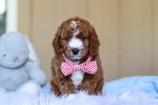 Ezra - Available 3/12