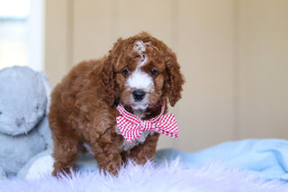 Ezra - Available 3/12