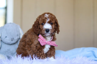 Ezra - Available 3/12