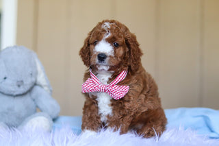 Ezra - Available 3/12