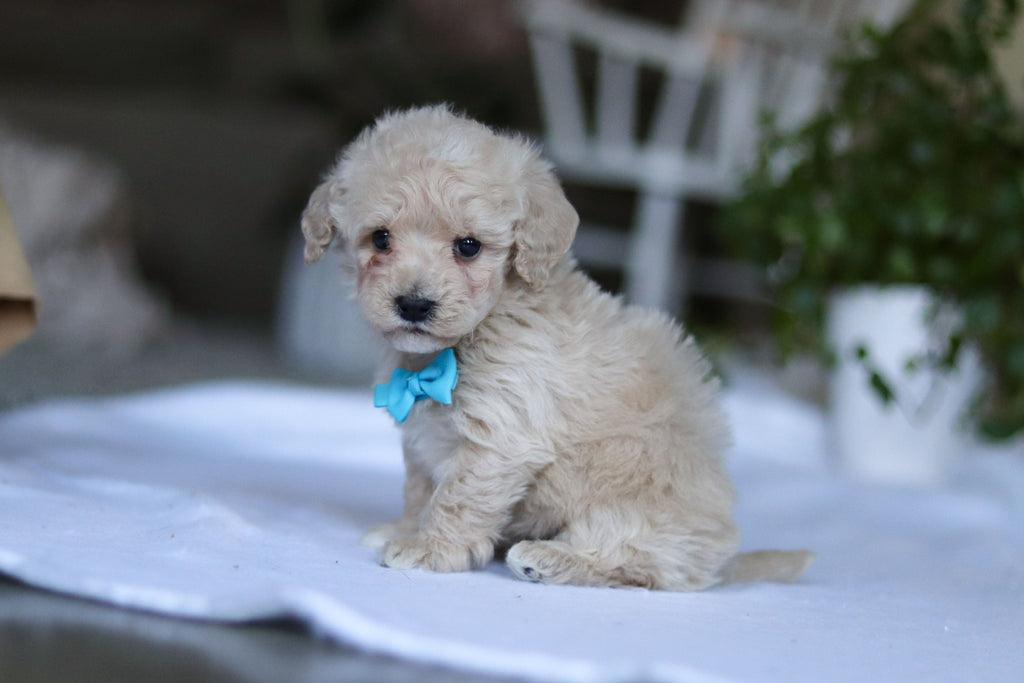 Grant - Available 3/19