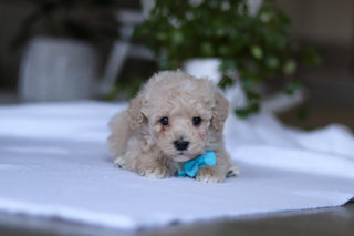 Grant - Available 3/19