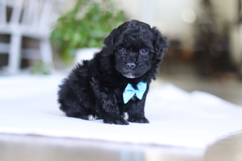 Grady - Available 3/19