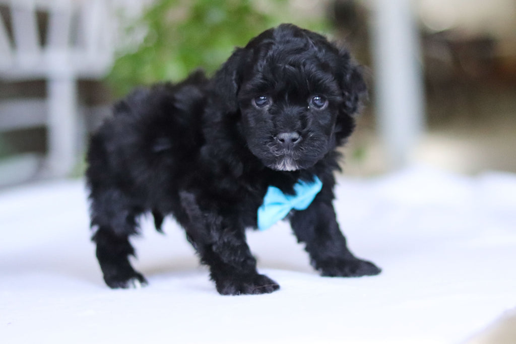 Grady - Available 3/19