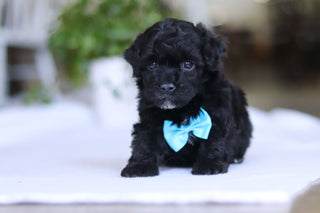 Grady - Available 3/19