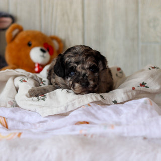 Sampson - Available 6/4