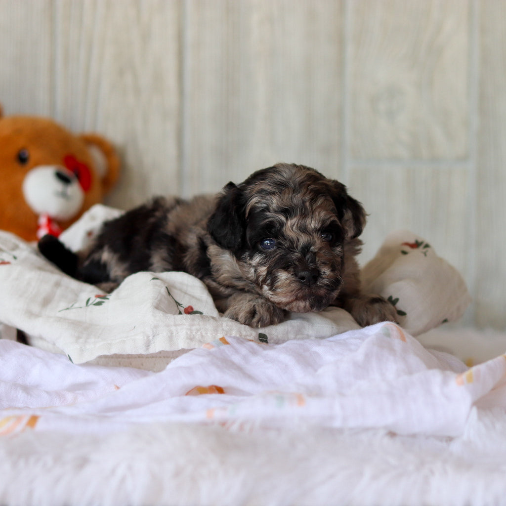 Sampson - Available 6/4