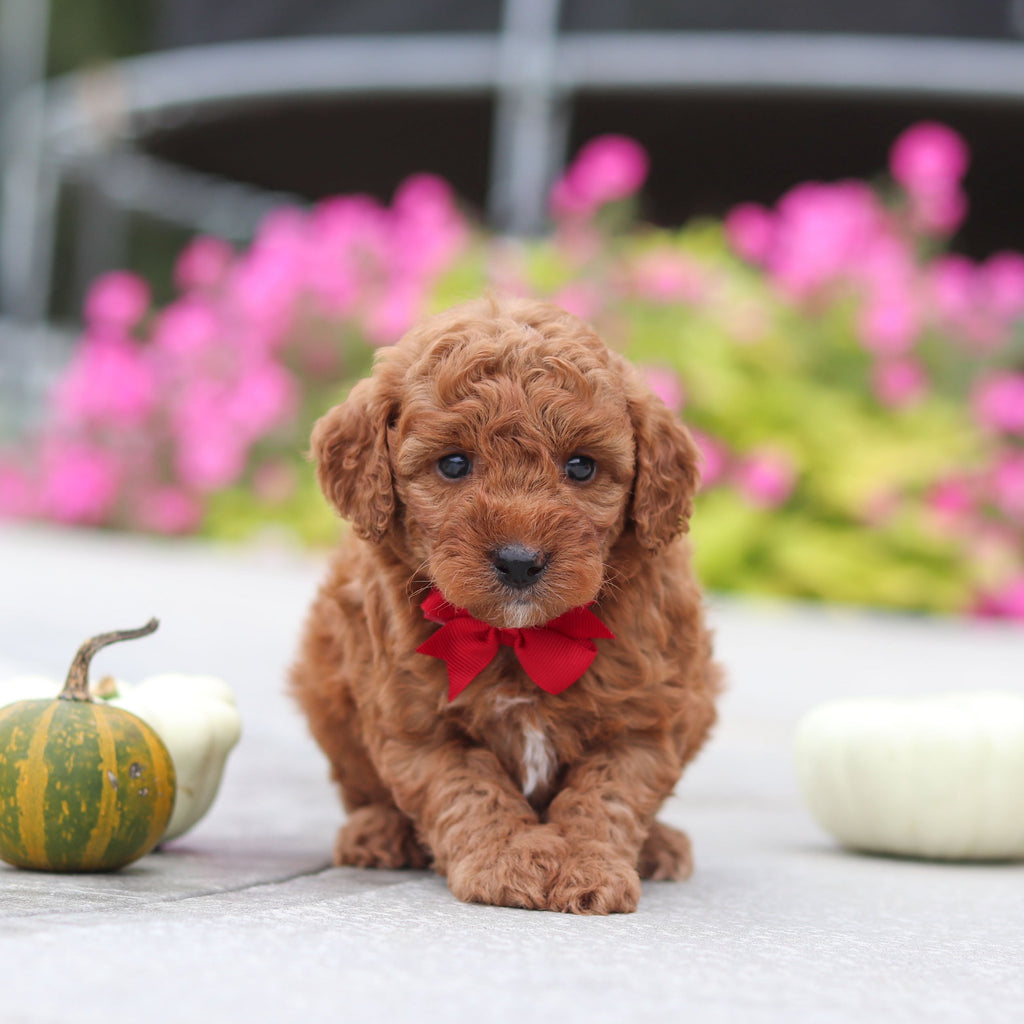 Mulder - Available Now