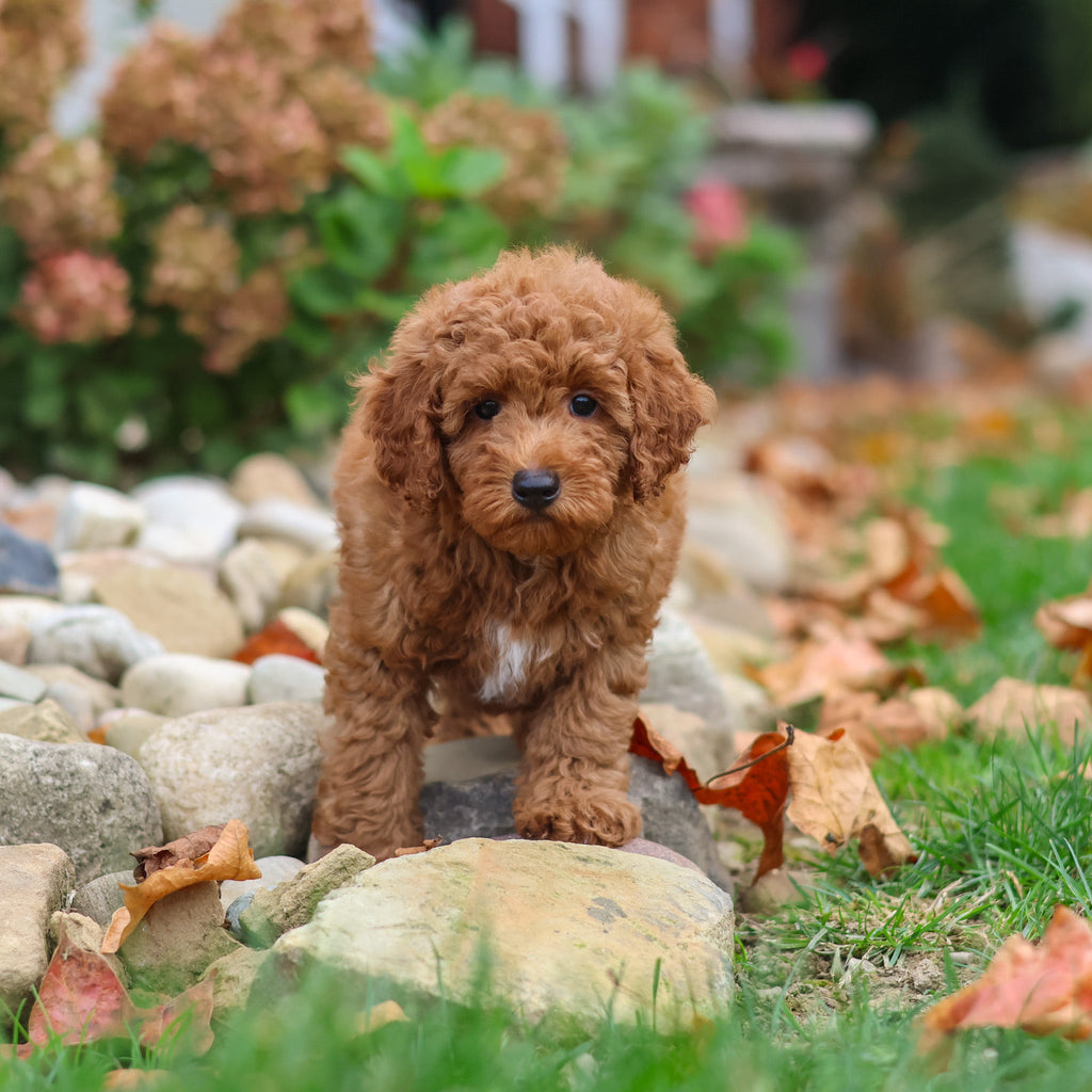Magoo - Available 10/22