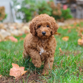 Magoo - Available 10/22