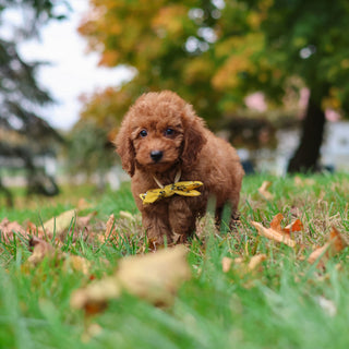 Myles - Available 10/22