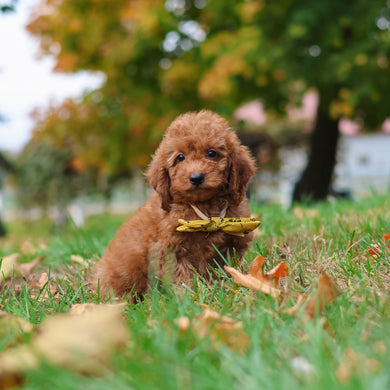 Myles - Available 10/22