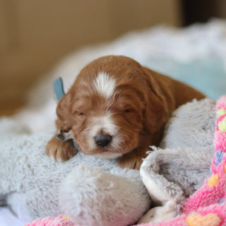 Francisco - Available 3/12