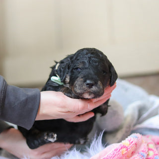 Finnegan - Available 3/12