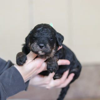 Finnegan - Available 3/12