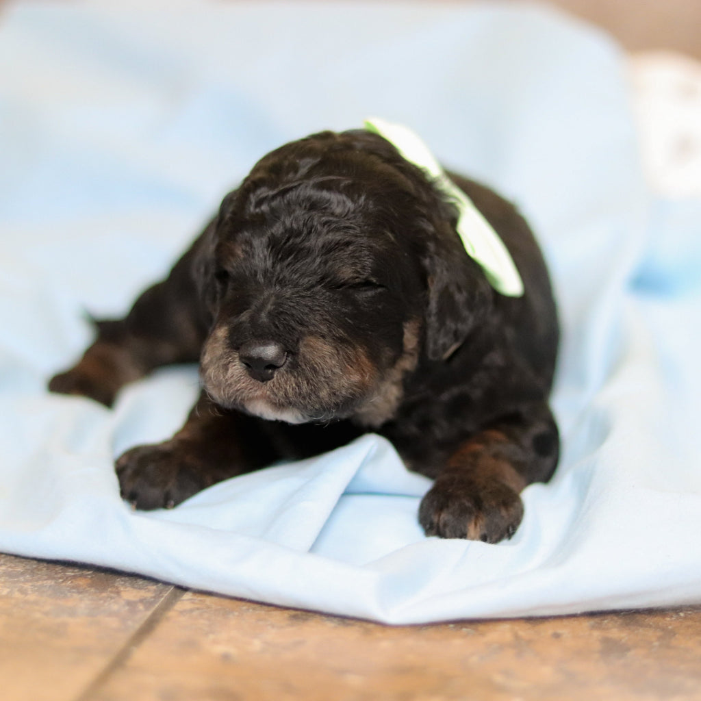 Finnegan - Available 3/12