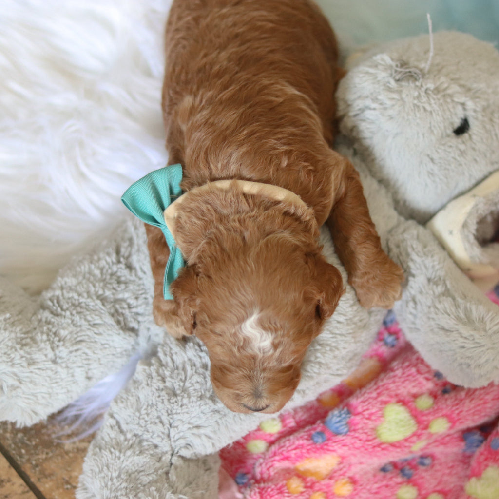 Felix - Available 3/12