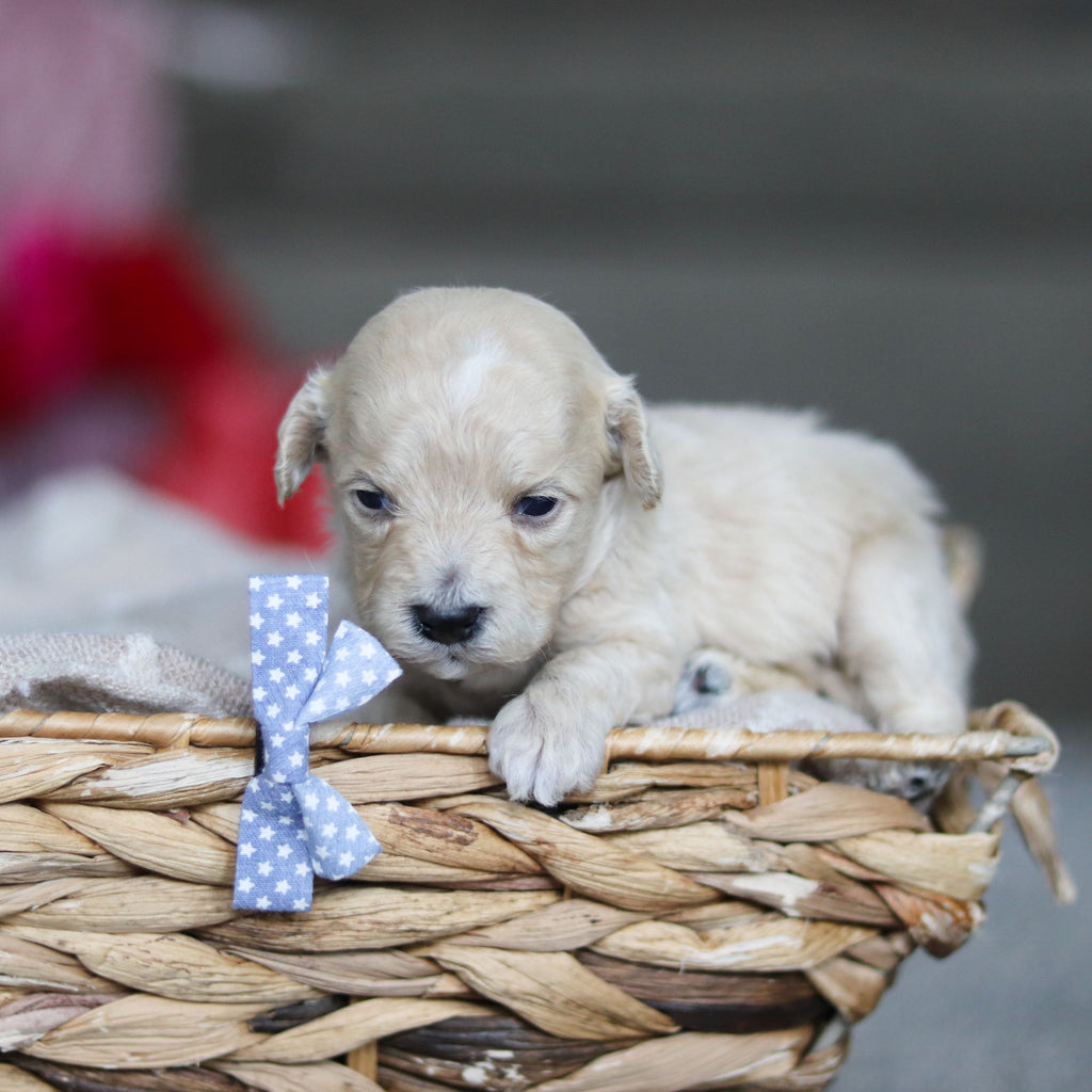 Grant - Available 3/19