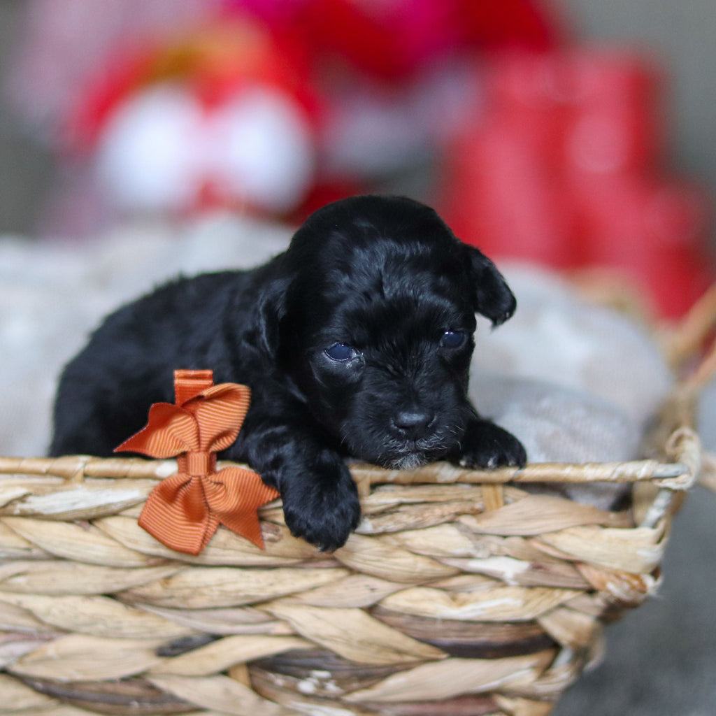 Grady - Available 3/19