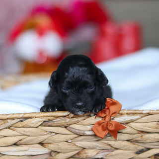 Grady - Available 3/19