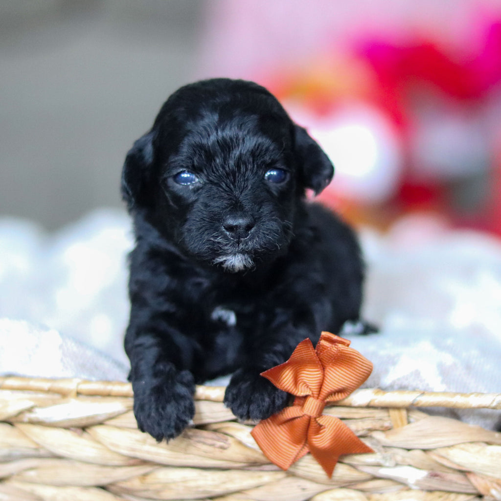 Grady - Available 3/19