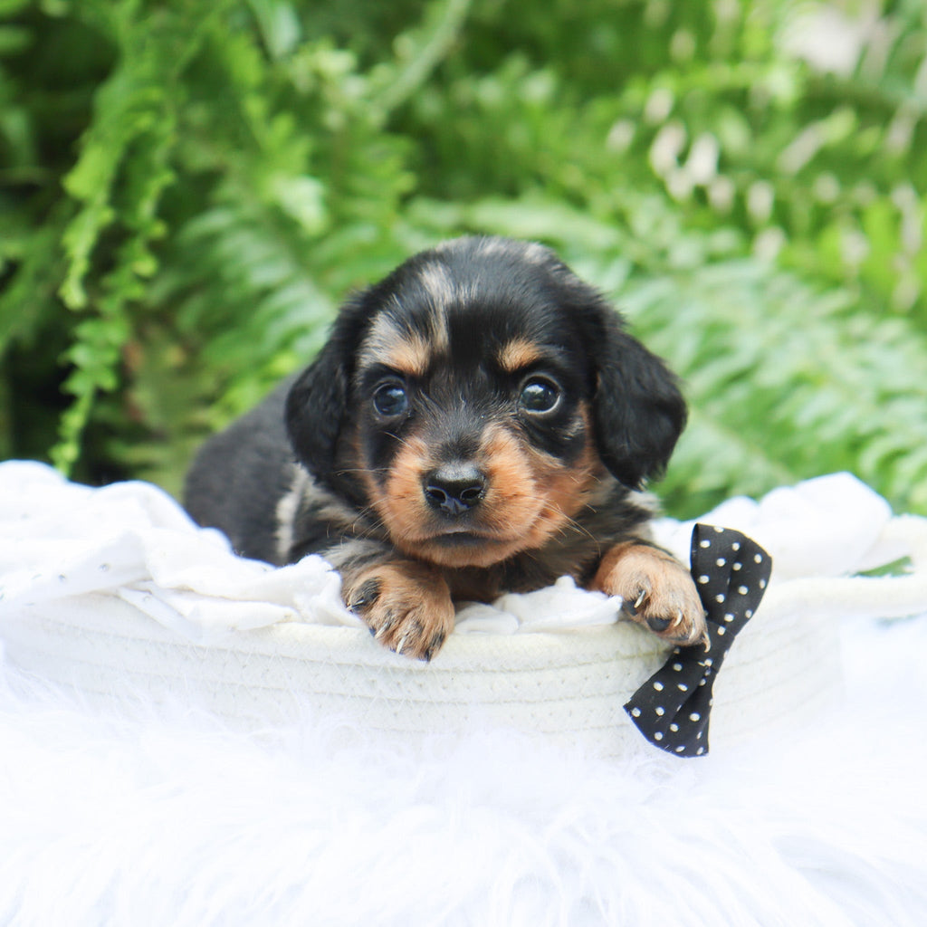 Caleb - Available 8/6