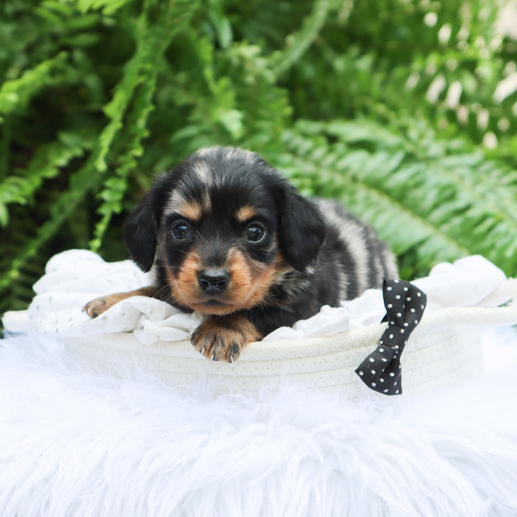 Caleb - Available 8/6