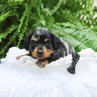 Caleb - Available 8/6