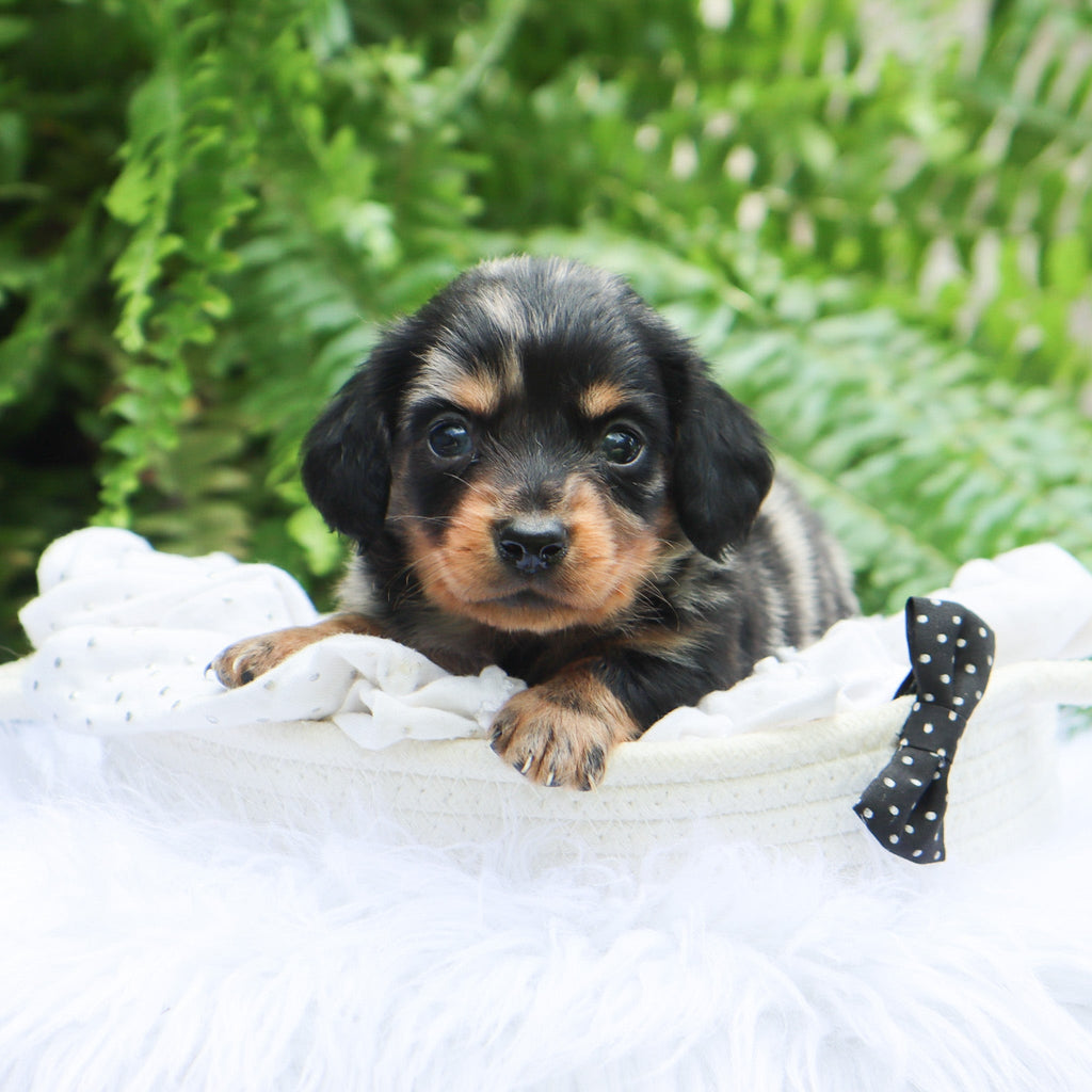 Caleb - Available 8/6